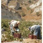 Argyros2