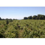 GEORGAS_VIN_RESINE_RETSINA_BIO_8