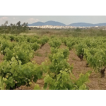 GEORGAS_VIN_RESINE_RETSINA_BIO_9