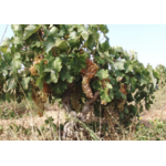 GEORGAS_VIN_RESINE_RETSINA_BIO_11