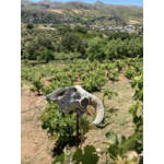 ZOUMBERAKIS_KALI_SIKIA_CRETE
