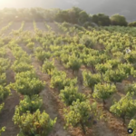POTOLO_CHANIA_EVOO_6
