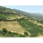 Tetramythos_Domaine