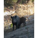 Porc Noir MOULKIOTIS 3