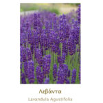 LAVANDE AEGEAN HERBS