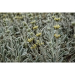 MALOTIRA BIO de Crète Sideritis Syriaca en latin appelé Tsaï tou Vounou en Grèce 20g AEGEAN HERBS 2