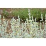 MALOTIRA BIO de Crète Sideritis Syriaca en latin appelé Tsaï tou Vounou en Grèce 20g AEGEAN HERBS 3