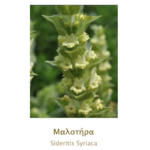 MALOTIRA BIO de Crète Sideritis Syriaca en latin appelé Tsaï tou Vounou en Grèce 20g AEGEAN HERBS