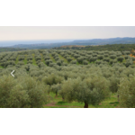 KONOS EVOO MAKRIS Domaine MICHELIS 9