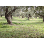 KONOS EVOO MAKRIS Domaine MICHELIS 4