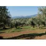 KONOS EVOO MAKRIS Domaine MICHELIS 10
