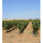 Spyropoulos Thanos Winery 6