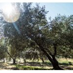 MARKELLOS_EVOO_1