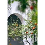 Fruits Ronds Rouges Sur Mur De Béton Blanc