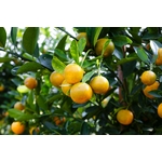 Mandarine