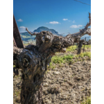 Domaine Silva Daskalaki IGP Crète Grèce 3