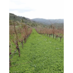 Domaine Silva Daskalaki IGP Crète Grèce 4
