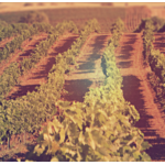 Domaine Gikas Winery Vin Blanc Sec Résiné Pine Forest 2022 IGP Pentes de Kithairon Attique Grèce 3