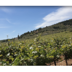 Domaine LAFAZANIS Cuvée Geometria Vins Sec IGP Péloponnèse Grèce 2