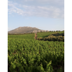 Domaine VATISTAS Ioannis Monocépage Autochtone Rare Kydonitsa Vin Blanc Sec IGP Laconie Péloponnèse Grèce 1