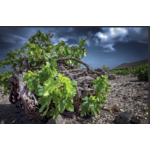 Artemis Karamolegos Pyritis Santorini Mega Cuvée 2023 Monocépage Assyrtiko A.O.P. Santorini 75 cl_4