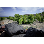 Artemis Karamolegos Pyritis Santorini Mega Cuvée 2023 Monocépage Assyrtiko A.O.P. Santorini 75 cl_3