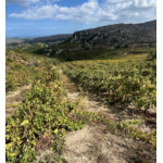 assyrtiko_zoumberakis