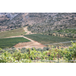 Domaine LAFAZANIS Péloponnèse 1