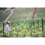 Domaine LAFAZANIS Péloponnèse 5
