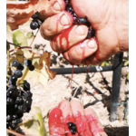 Domaine AMPELOURGEIN Erotodiomataris Vin Rouge Sec Bio Nature Vignes Franches 100 ans Cépages Kotsifali Mandilaria Crète 14% vol 2022 010