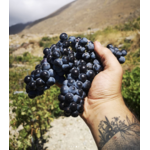Domaine AMPELOURGEIN Erotodiomataris Vin Rouge Sec Bio Nature Vignes Franches 100 ans Cépages Kotsifali Mandilaria Crète 14% vol 2022 5