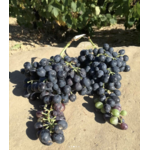Domaine AMPELOURGEIN Erotodiomataris Vin Rouge Sec Bio Nature Vignes Franches 100 ans Cépages Kotsifali Mandilaria Crète 14% vol 2022 4