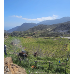 Domaine AMPELOURGEIN Vins Bios Natures Vignes Franches 100 ans Crète Lassithi 4