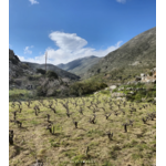 Domaine AMPELOURGEIN Vins Bios Natures Vignes Franches 100 ans Crète Lassithi 5