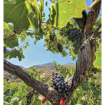 Domaine AMPELOURGEIN Vins Bios Natures Vignes Franches 100 ans Crète Lassithi 12