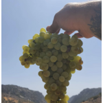Domaine AMPLELOURGEIN Anthosmia Vin Blanc Sec Bio Nature Vignes Franches 100 ans Cépages Thrapsathiri Dafni Muscat de Spinas Crète 14% 2024 1