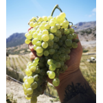 Domaine AMPLELOURGEIN Anthosmia Vin Blanc Sec Bio Nature Vignes Franches 100 ans Cépages Thrapsathiri Dafni Muscat de Spinas Crète 14% 2024 001