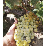 Domaine AMPLELOURGEIN Anthosmia Vin Blanc Sec Bio Nature Vignes Franches 100 ans Cépages Thrapsathiri Dafni Muscat de Spinas Crète 14% 2024 003