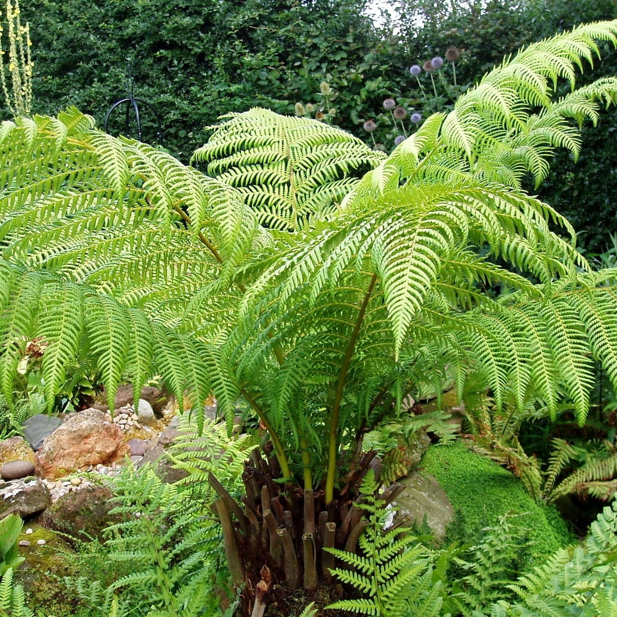 DICKSONIA ANTARTICA (6)-min