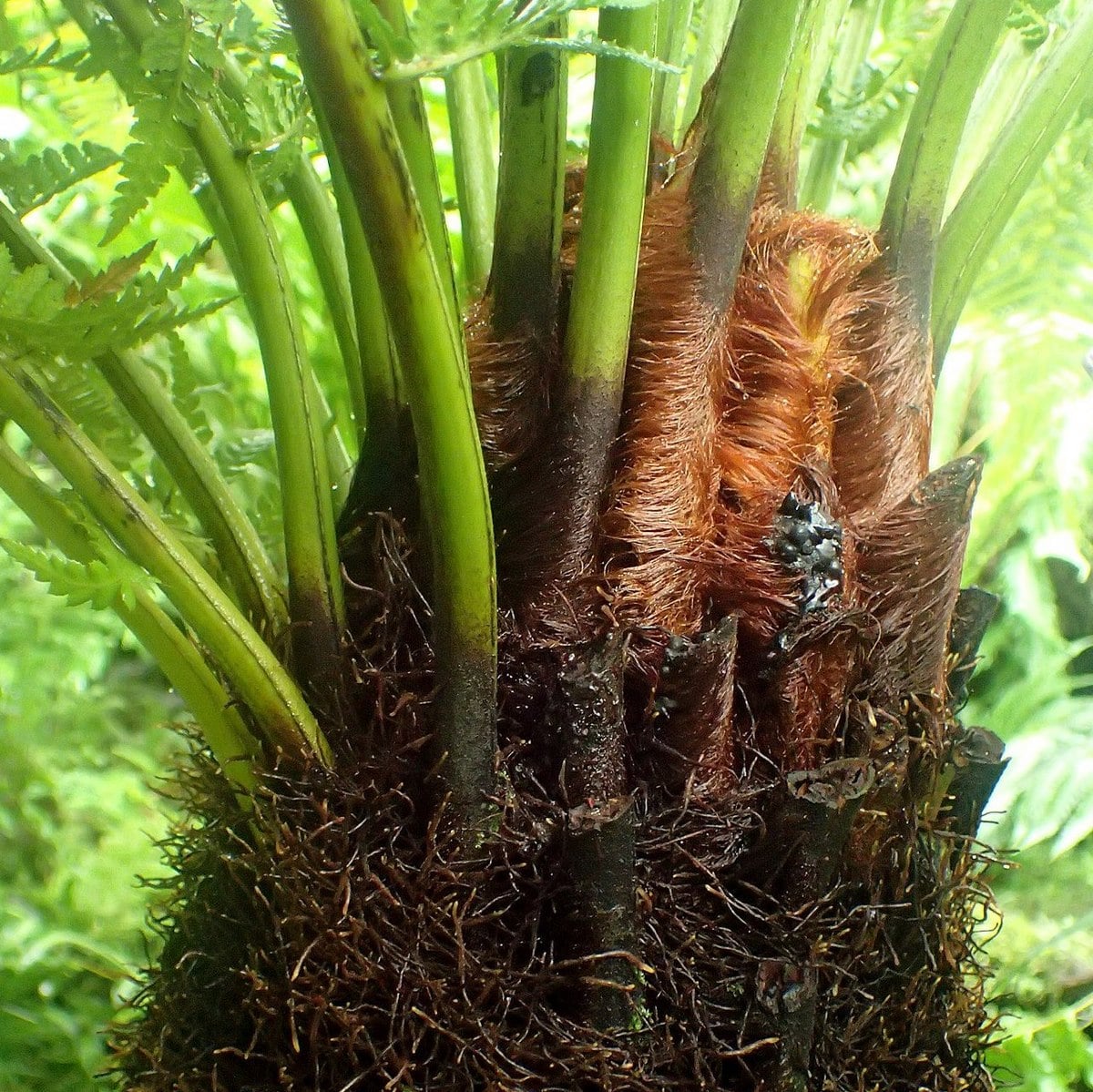 DICKSONIA ANTARTICA (7)-min