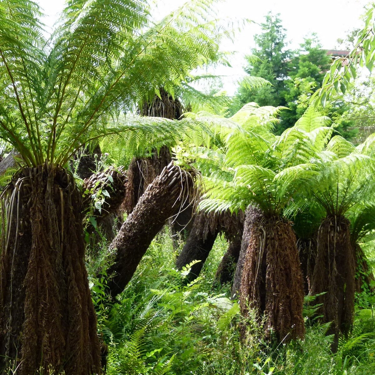 DICKSONIA ANTARTICA (5)-min