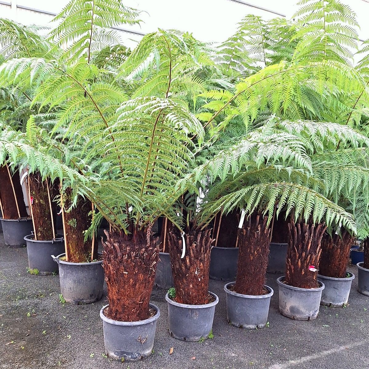 DICKSONIA ANTARTICA (2)-min
