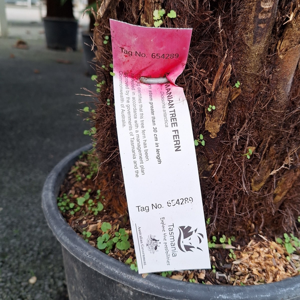 DICKSONIA ANTARTICA-min