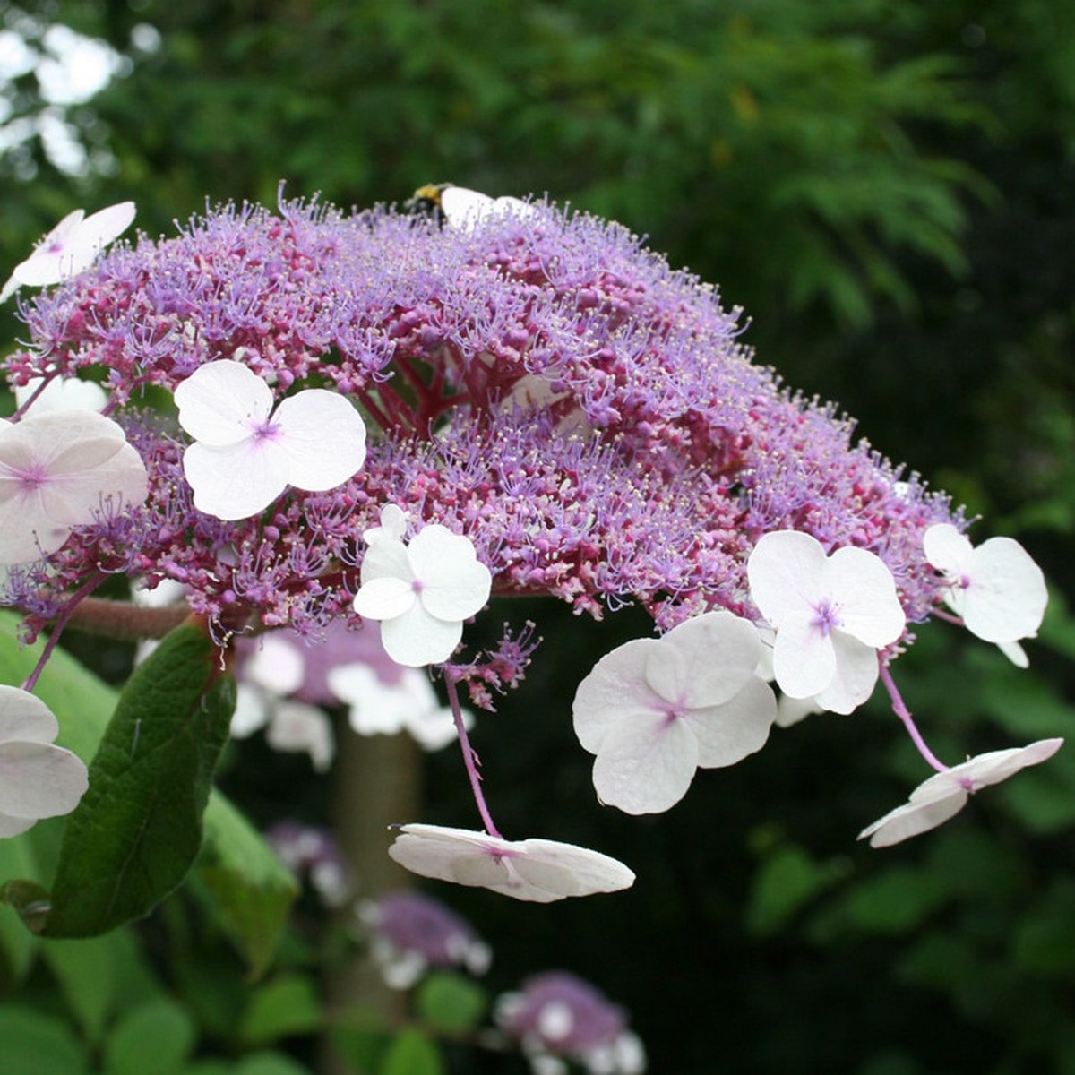 HYDRANGEA ASP HOT CHOCOLATE WF-min