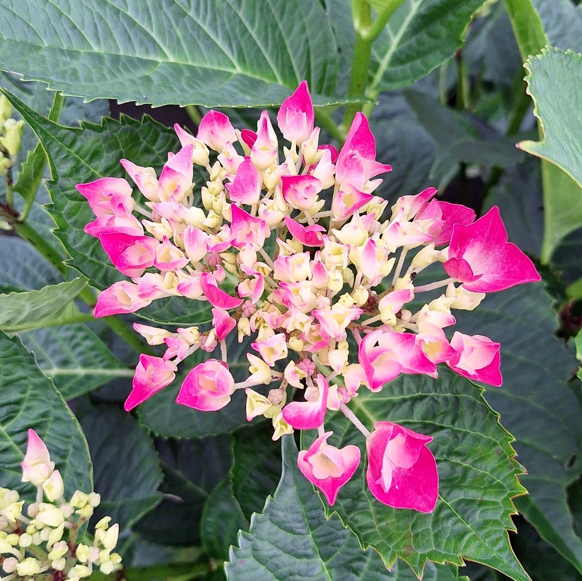HYDRANGEA AMOR-min