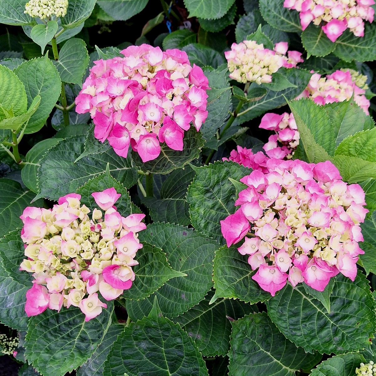 HYDRANGEA BERLIN ROSE (3)-min