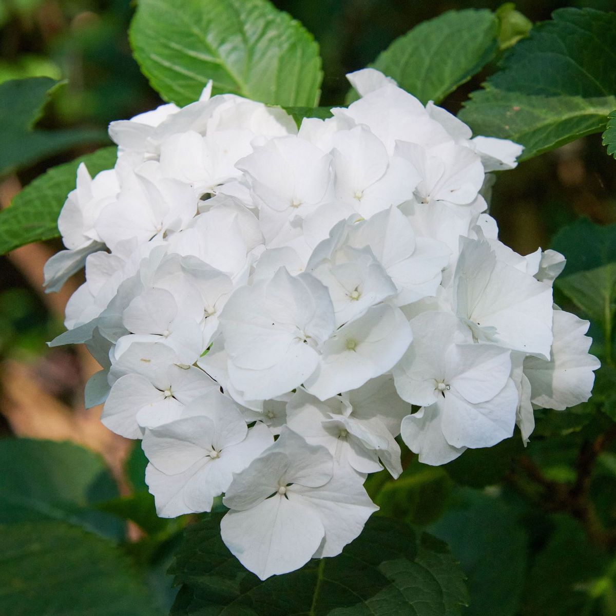 HYDRANGEA BIANCO W (2)-min