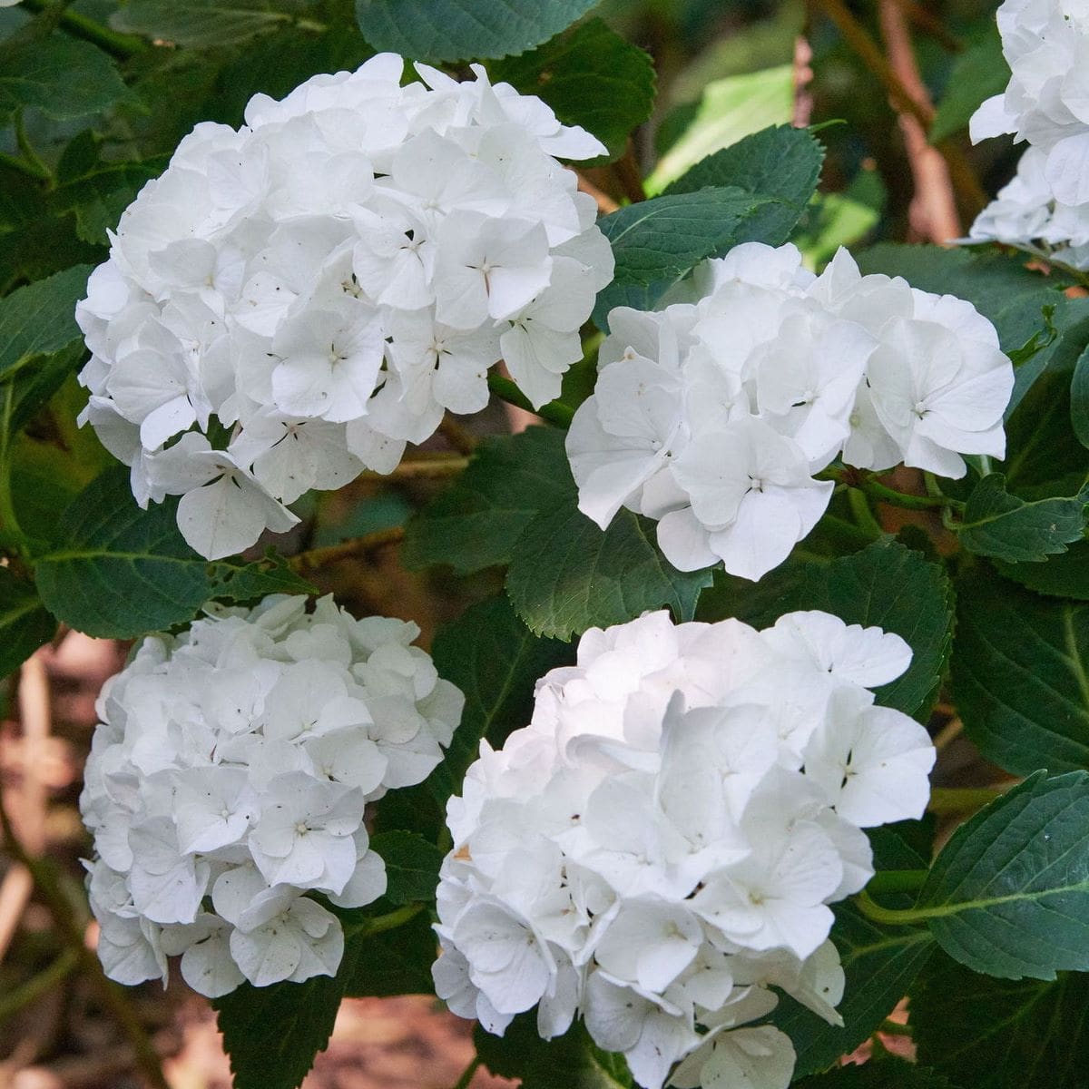 HYDRANGEA BIANCO W-min