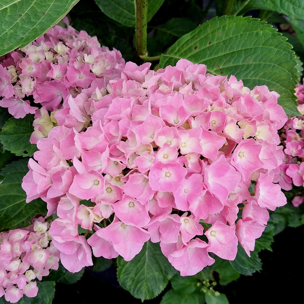 HYDRANGEA BODENSEE (3)-min