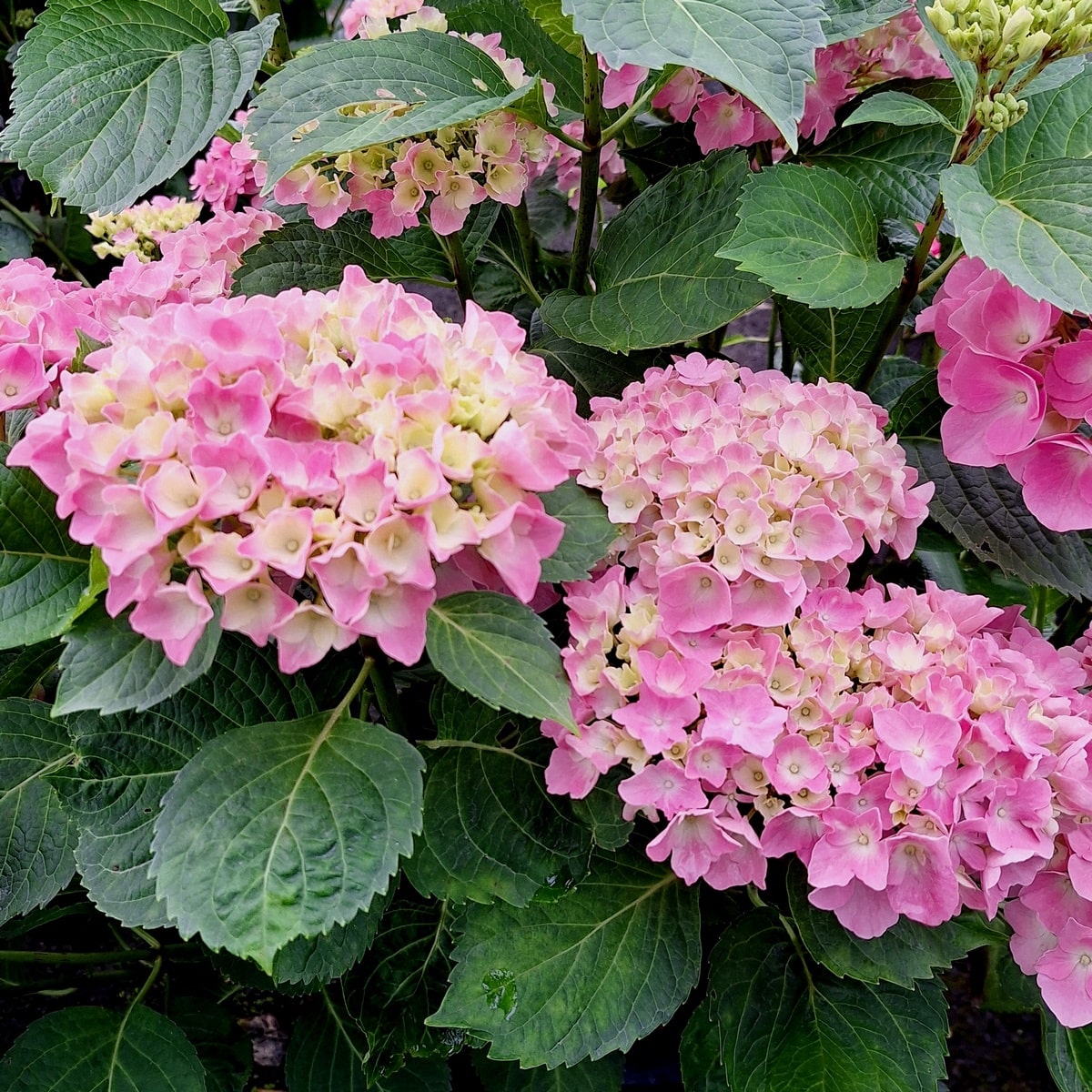 HYDRANGEA BODENSEE (2)-min